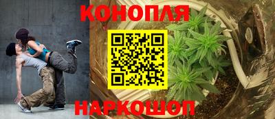 крисы Кингисепп